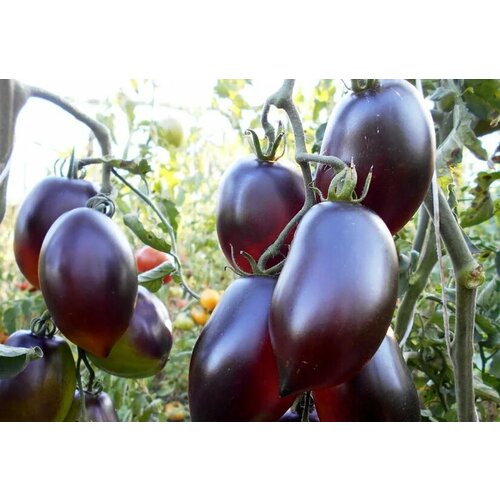 ������ ������ ������������� ������ ������ ��� ϸ�� ����