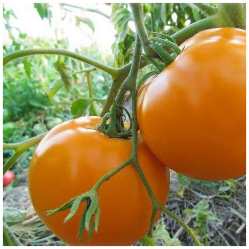 ������ ������ ������ ������ ����� ����� 10 ��. ����