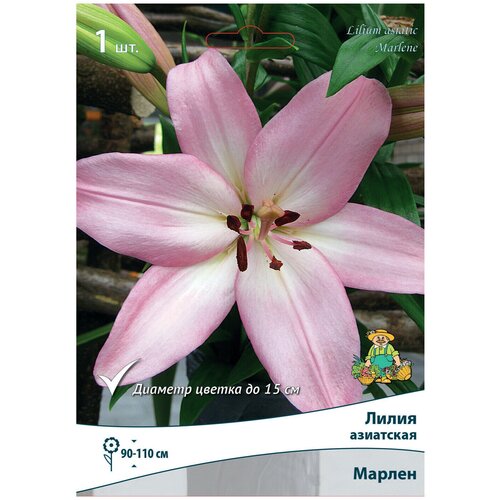 ������ ������ ����� ��������� ������ �������� 14/16 ����