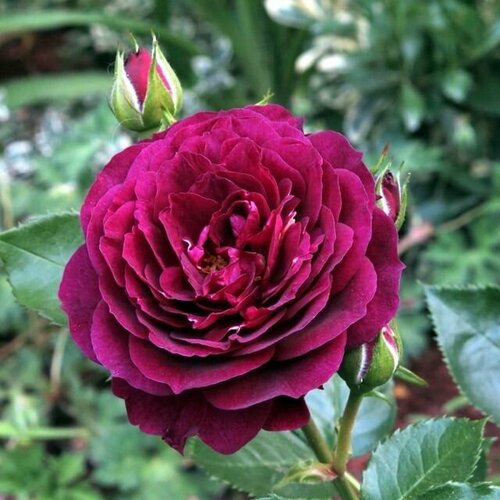 ������ ������ ���� ���������� ��� ���� 2 �� ����