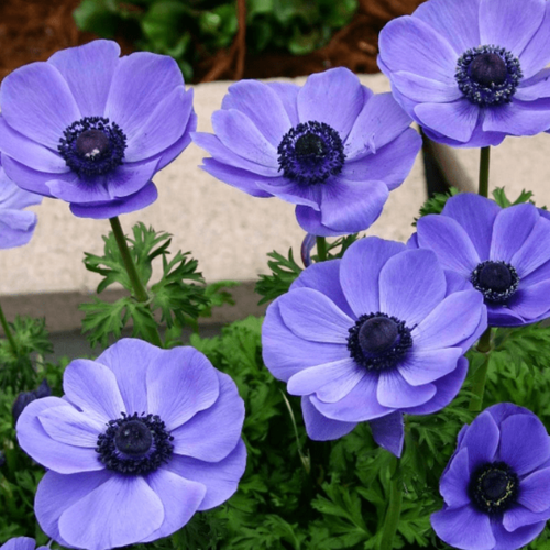 ������ ������ ������� MR FOKKER (10 �������) ����