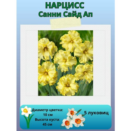 ������ ������ ������� ����� ���� ��, ����������� �����, �������� ��� ������� 5 �� ����