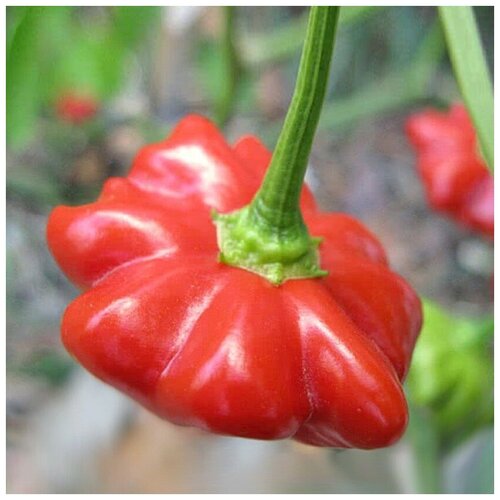 ������ ������ ������ ������ ����� ������ ����������� ������� ������ ������� 5 ��. ����