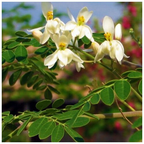 ������ ������ ������ ������ ������� ��������� 10 ��. ����