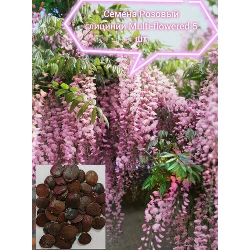 ������ ������ ������ ������� �������� Multi-flowered 5�� ����