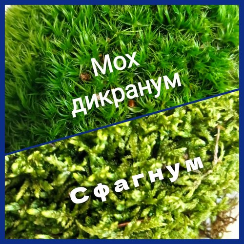 ������ ������ ����� ��� ����������. 2 ���� ��� + ����� 1�. ����