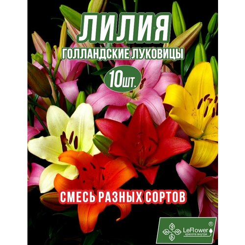 ������ ������ ����� ��������, ���� ������, 10 �� (LeFlower) ����