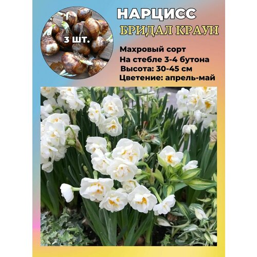 ������ ������ ������� ��������, �������� 3 ����� ����