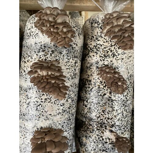 ������ ������ ������� ������ ������� (����� M5) - 300 �� ����