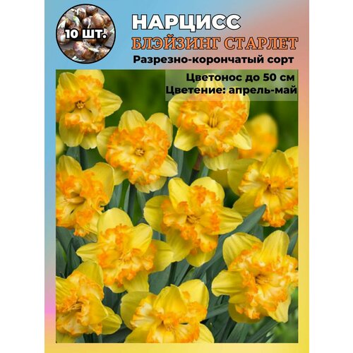 ������ ������ ������� ��������, ����������� ���������� �����, 10 ��. ����