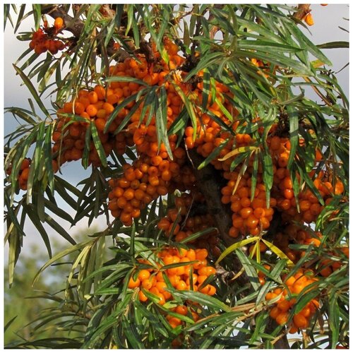 ������ ������ ������ ������ �������� ������������� 50 ��. ����