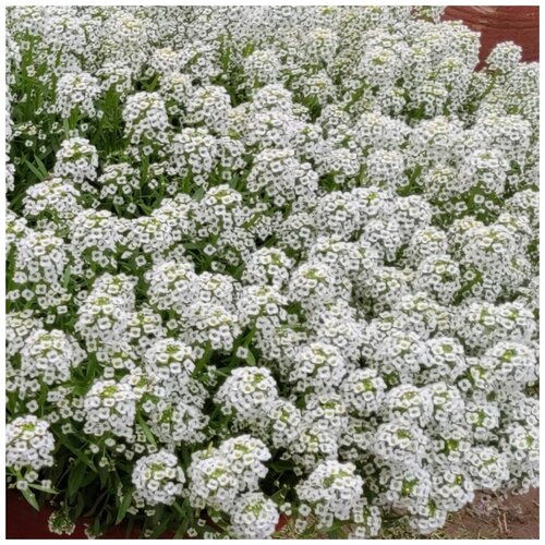 ������ ������ ������ ������ ������� ���������� ������� ������� ����� 50 ��. ����