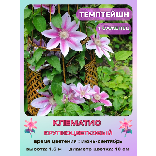 ������ ������ �������� ��������� ����