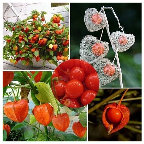 ������ ������ ������ ������� ����������� 