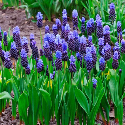 ������ ������ ������� LATIFOLIUM (10 �������) ����