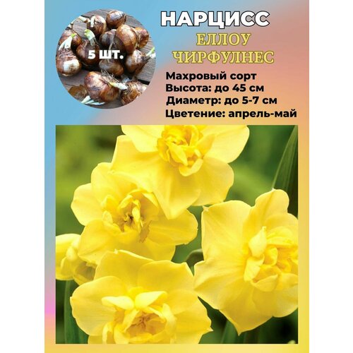 ������ ������ ������� ��������, �������� 5 ���� ����