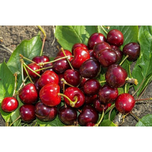 ������ ������ ������� ������� �������� ����