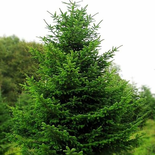 ������ ������ ��� ��������� ��������, ������, 50 �� ����