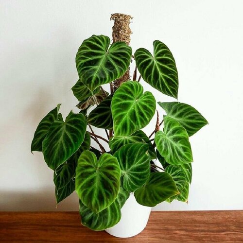 ������ ������ ����������� ������������, Philodendron Verrucosum, ������ ����