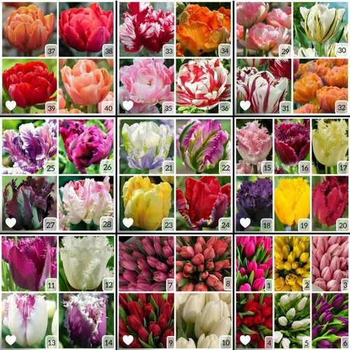 ������ ������ �������� ��������� MIX �����������, �������������, 7 ��. ����