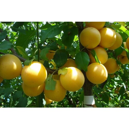 ������ ������ ������� �������� ����� ���� ����