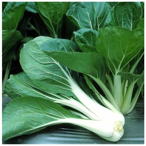 ������ ������ ������ ������ ������� ��������� ��������� (��� ��� �����) 30 ��. ����