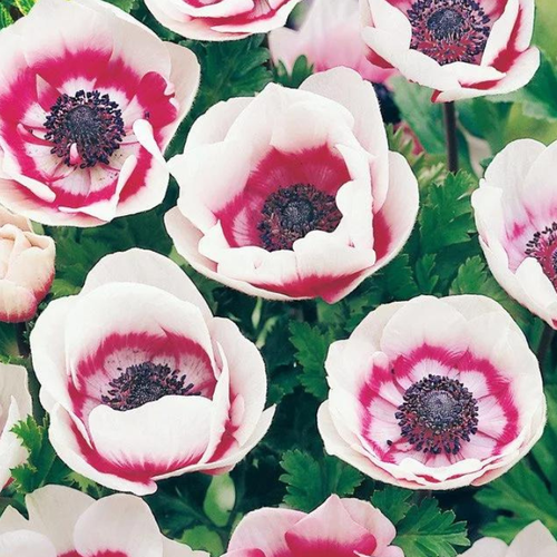 ������ ������ ������� BICOLOR (10 �������) ����