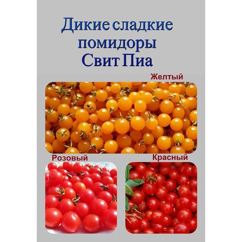 ������ ������ ���� ��� ����� ������������� ����� ������� ����