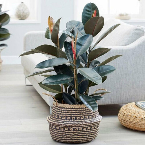 ������ ������ ����� ��������, ������ ����