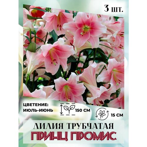 ������ ������ ����� ���������, �������� 3 ��. ����