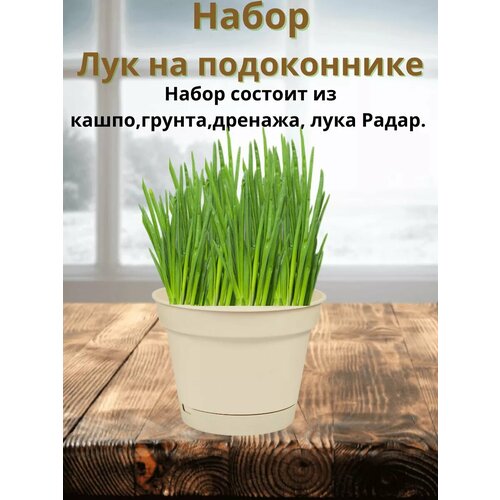 ������ ������ ����� 