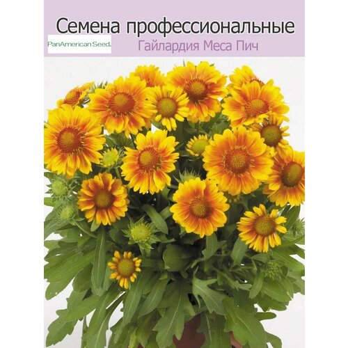 ������ ������ ��������� ���� ��� 10�� ����