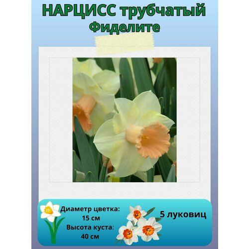 ������ ������ ������� ��������, ����������� �����, �������� ��� ������� 5 �� ����