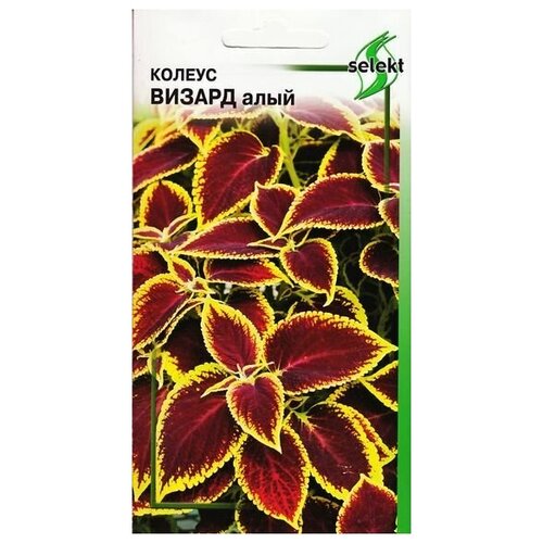 ������ ������ ������ ������, ����, 15 ����� ����