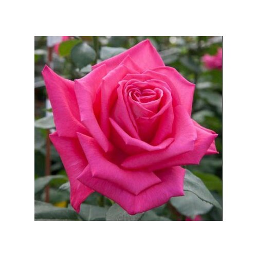 ������ ������ ������ ���� �����-��������� ������ ������� 5 ��. (1 ��������) ����