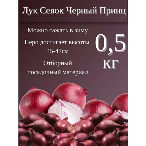 ������ ������ ��� ����� ���� 