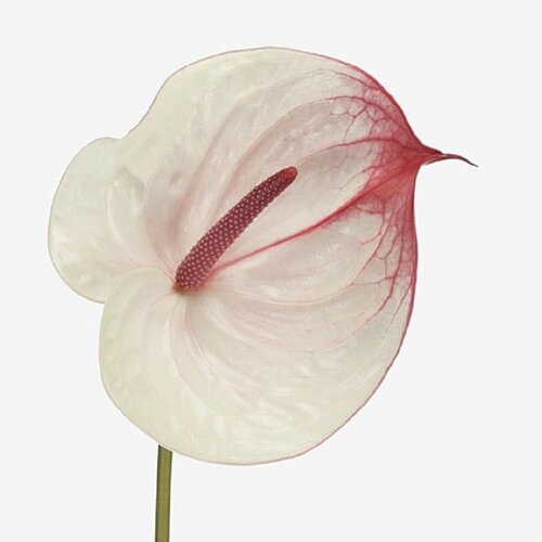 ������ ������ �������� ������, Anthurium Cumbia, ������ ����