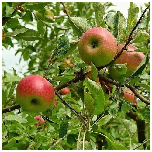 ������ ������ ������ ������ ������ ������� 10 ��. ����