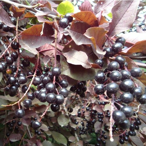 ������ ������ ������� �������� ������������ ���������� ( 3-4 ���� , �7,5 , 125-150 �� ) ����