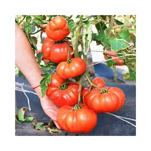 ������ ������ ������ ������� ��������� �������� F1 (8 ��.) ����