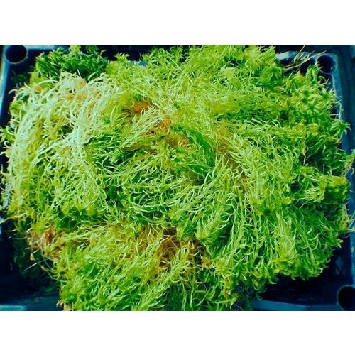 ������ ������ ��� ������� ( �����, ���� �����������!) 150 ��. ����