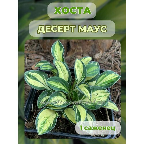 ������ ������ ����� �������, ����� ��������� 1 ����� ����