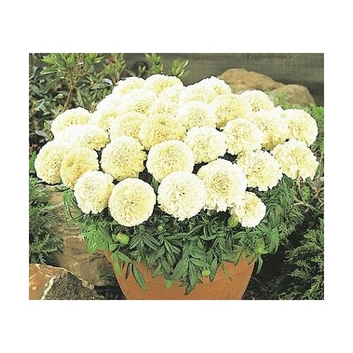 ������ ������ �������� ��������� ���� F1 7�� ������ ����