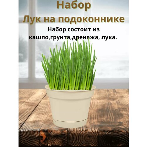 ������ ������ ����� 