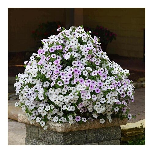 ������ ������ ������ ������� 