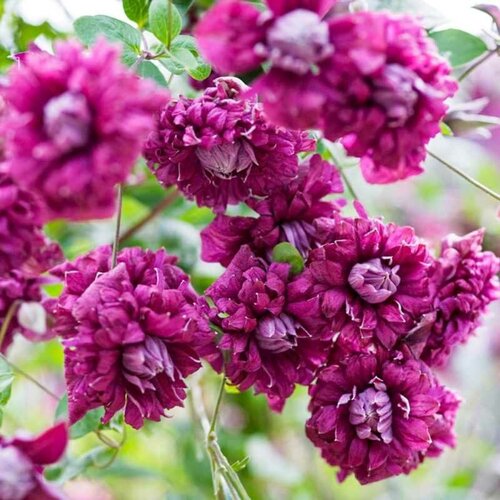 ������ ������ �������� �������� ����� ������� ����