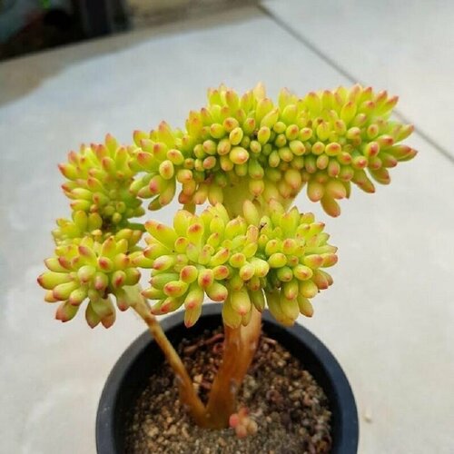 ������ ������ ����� ������������, Sedum Corunephyllum, ������ ����