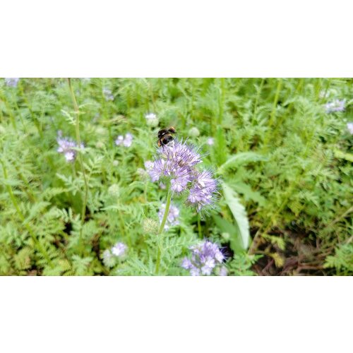 ������ ������ ������ ������� ���, 1 �� (1 ��.) ����