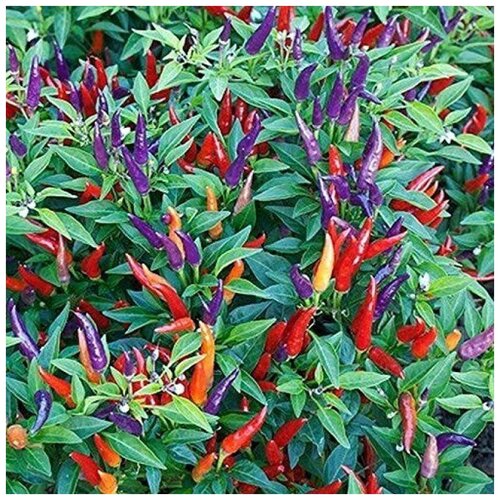 ������ ������ ������ ������ ������ ����� Ornamental Sangria 5 ��. ����