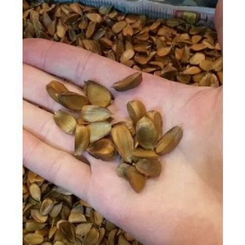 ������ ������ ����� ������ �������� ����� �������� � 10 �� ����